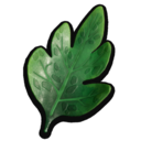 Carrot Frond